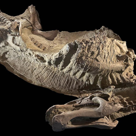 A mummy of the juvenile duck-billed dinosaur Edmontosaurus annectens was preserved as a dried carcass some 66 million years ago in the badlands of Wyoming. Large areas of scaly, wrinkled skin and a tall, fleshy crest over its back were preserved in a thin layer of clay over its fossilized skeleton.Photo courtesy of Tyler 